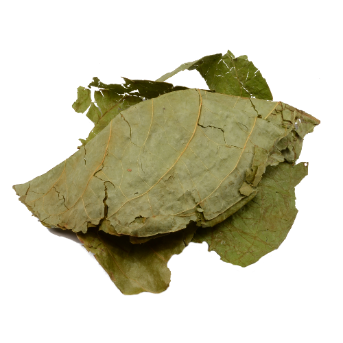 Banisteripsis Caapi leaves (Muricata)